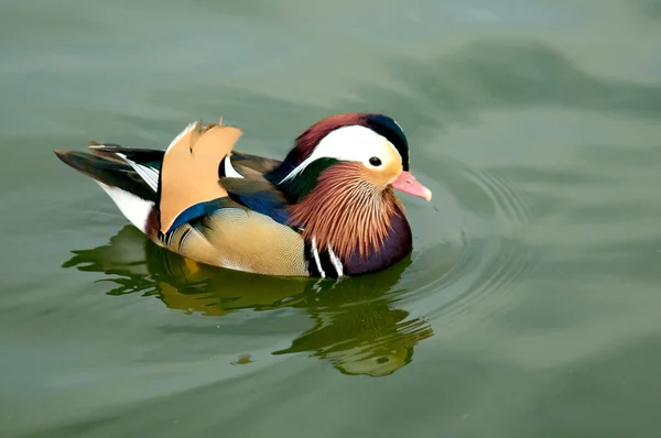 Male Mandarin Duck — Stock Photo, Image