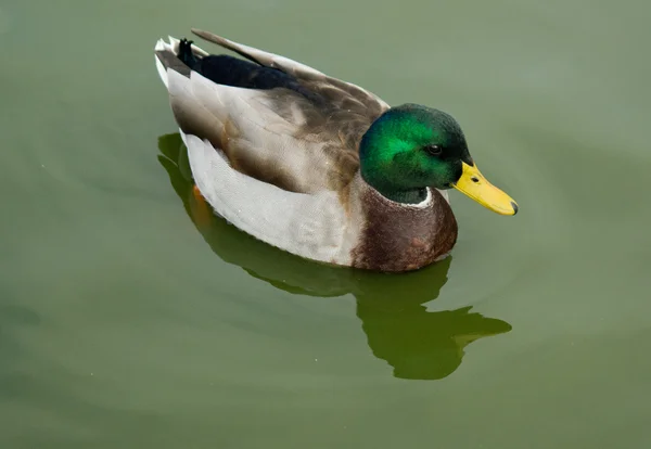 Male Mallard Duck in Water — Zdjęcie stockowe