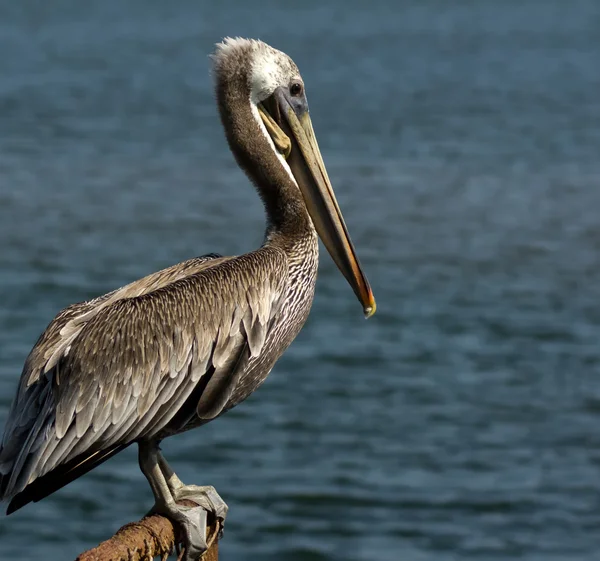 Pelicano marrom em cerca — Fotografia de Stock