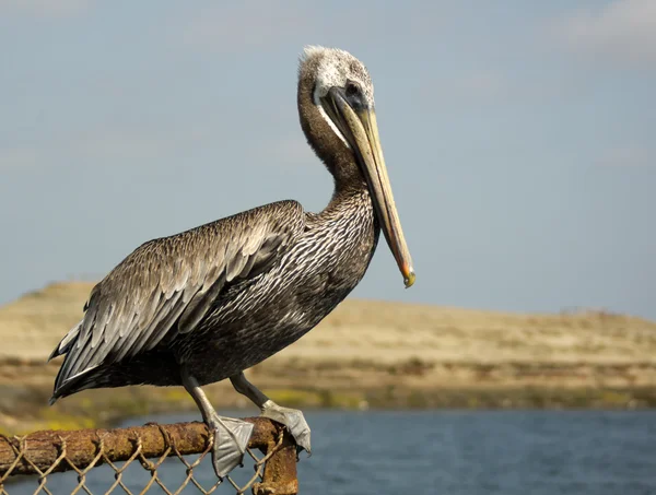 Pelican brun perché sur la clôture — Photo
