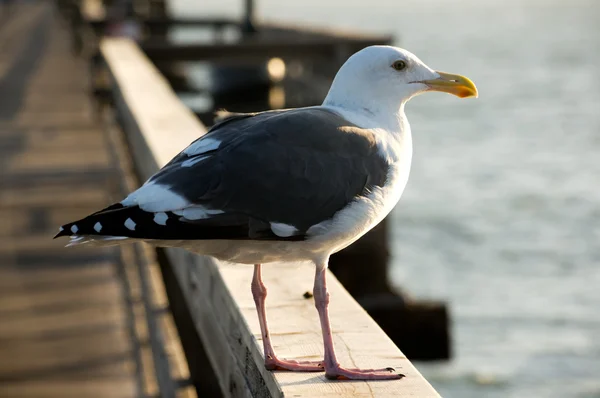 Seagull on The Pier Profile View — Stock Photo, Image