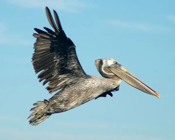 Brown Pelican dalam penerbangan — Stok Foto