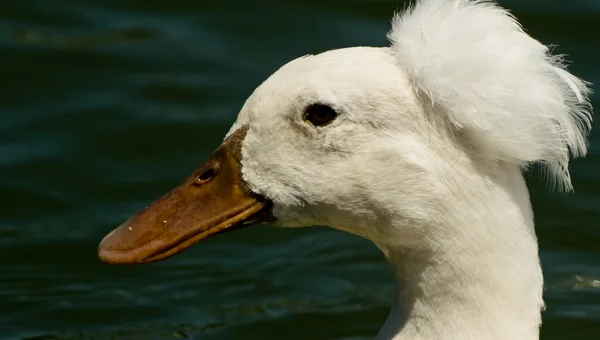 Белохвостая утка в воде — стоковое фото