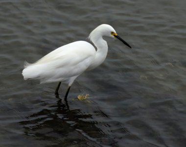 Snowy Egret clipart