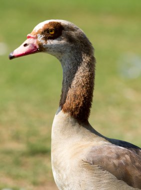 Egyptian Goose clipart