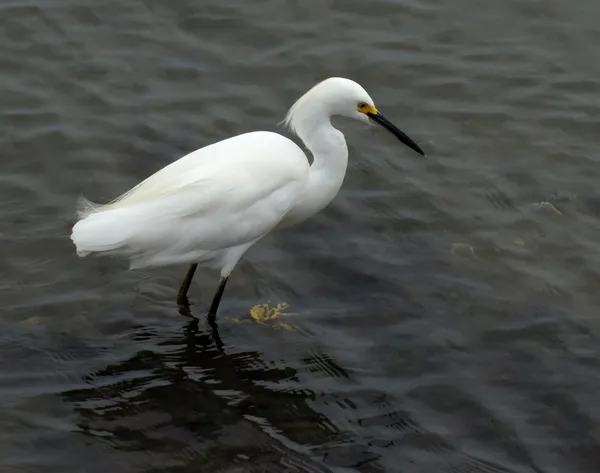 Seidenreiher — Stockfoto