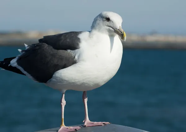Seagulls — Stock Photo, Image