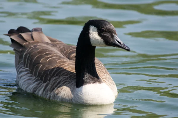 Canada Goose in Water — Stock Photo, Image