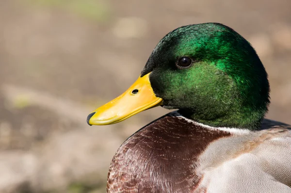 Профиль View Male Mallard Duck — стоковое фото
