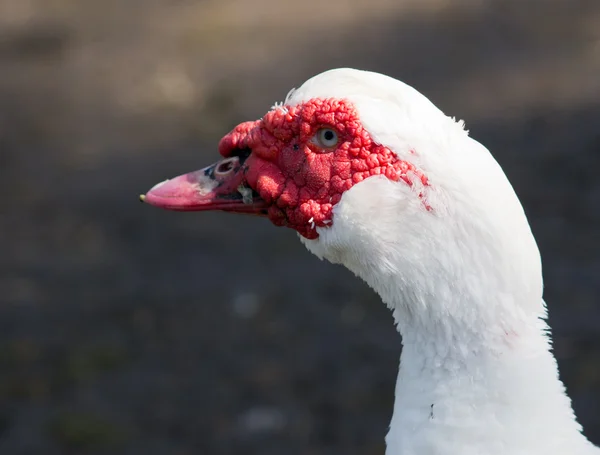 Weiße Moskovy Duck Nahaufnahme Profil Ansicht — Stockfoto