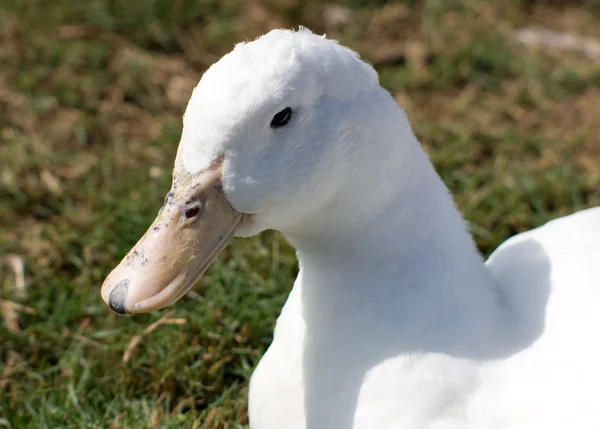 Белая домашняя утка — стоковое фото