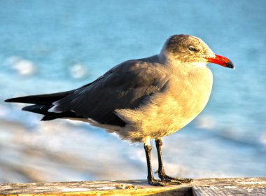 Seagull Profile clipart