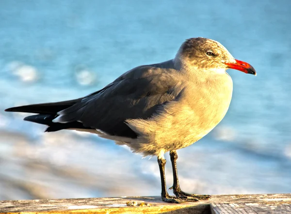 Seagull Profile — Stock Photo, Image