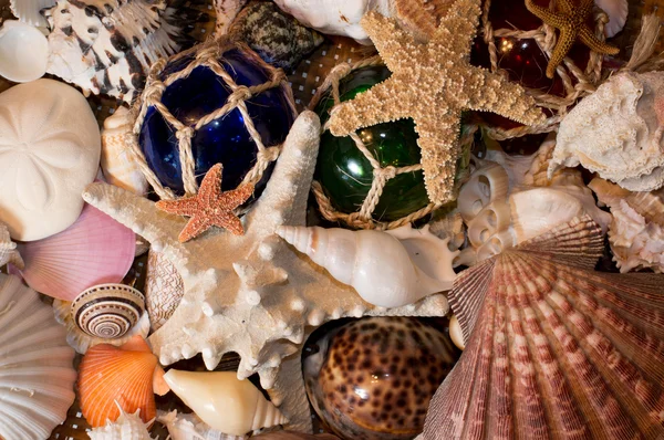 Cluster of Seashells — Stock Photo, Image