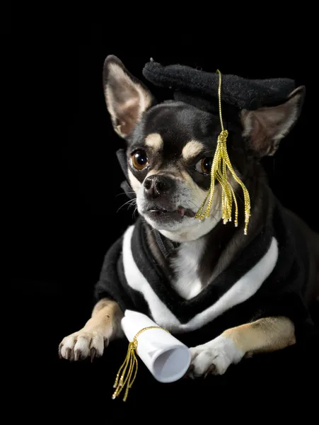 Graduação Dog — Fotografia de Stock
