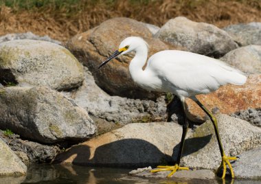 Snowy Egret clipart