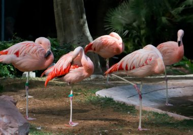 pembe flamingo