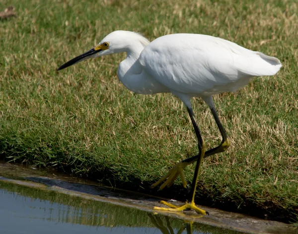 Seidenreiher — Stockfoto