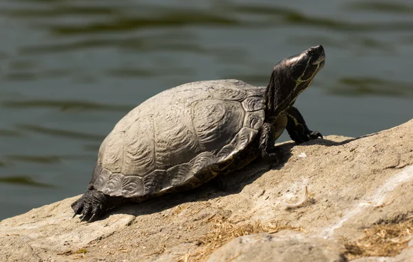 Черепаха-уф — стоковое фото