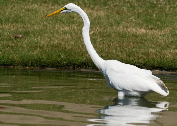Great White Egret — Stock Photo, Image