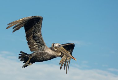 Brown Pelican in Flight clipart