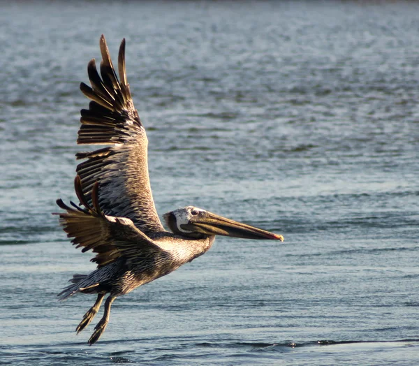 Pelican — Stok Foto