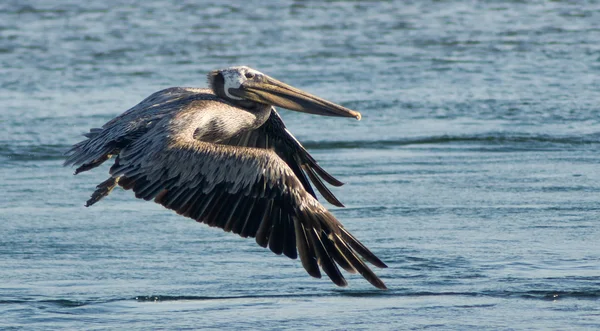 Brown Pelican in Flight — Stock Photo, Image