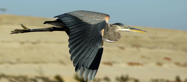 Gran Garza Azul en vuelo — Foto de Stock