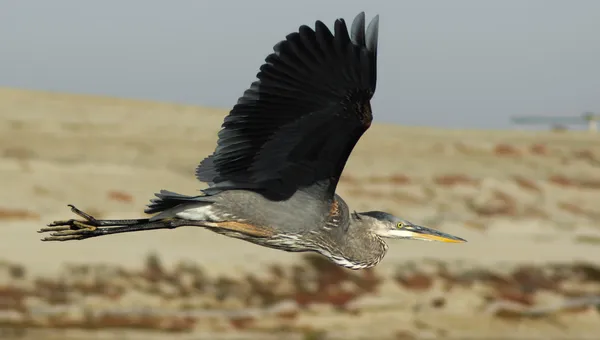 Great Blue Heron in Flight — Stock Photo, Image