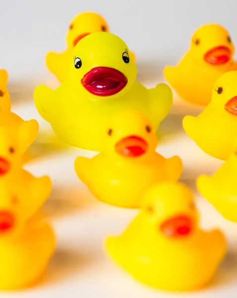 Ducks in a Row — Stock Photo, Image