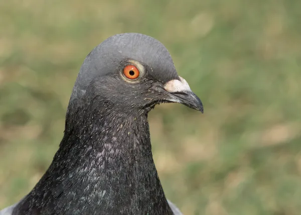 Pigeon Fermer Profil — Photo