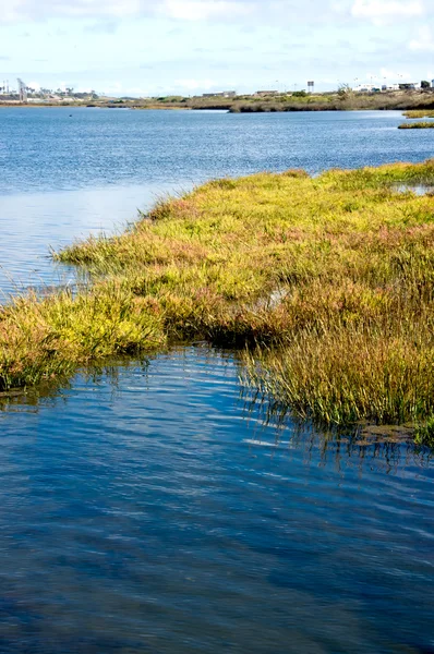 Bolsa Chica Wetlands — Stock Photo, Image