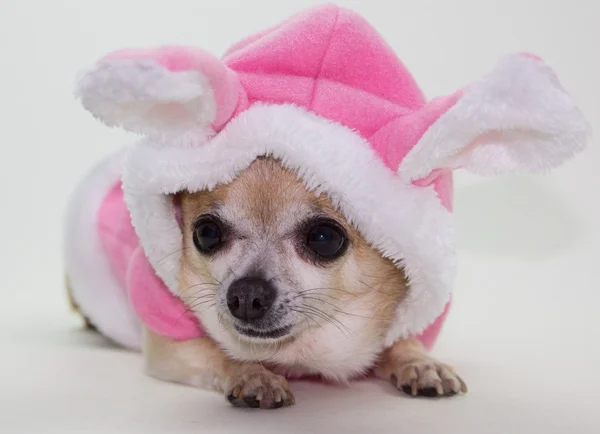 Easter Bunny Chihuahua Rechtenvrije Stockafbeeldingen