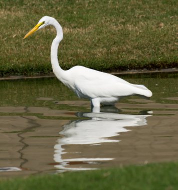 Great White Egret clipart