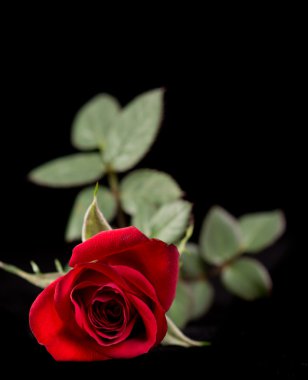 Red Rose Isolated on Black clipart