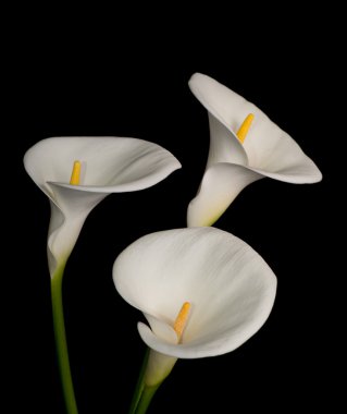 Beyaz calla Lily