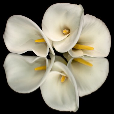 Three White Calla Lillies clipart