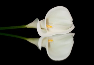 White Calla Lilly clipart