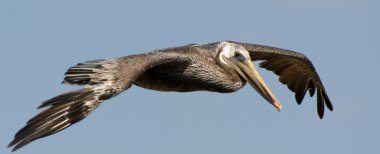 Brown Pelican clipart