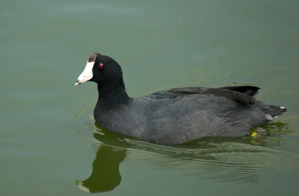 American Coot — Stock Photo, Image