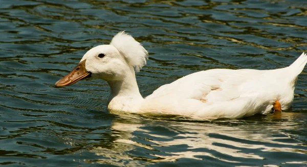 白凤头的鸭在水中 — 图库照片