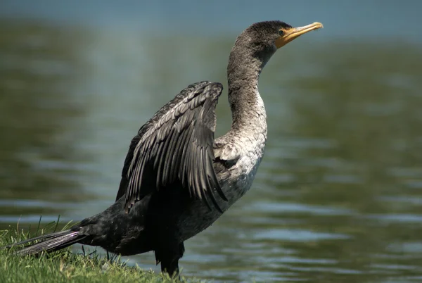 Cormorant jambul ganda — Stok Foto