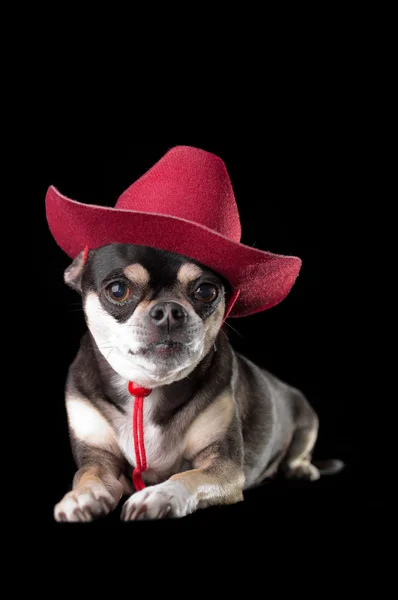 Bystry chihuahua w czerwony kapelusz kowbojem — Zdjęcie stockowe