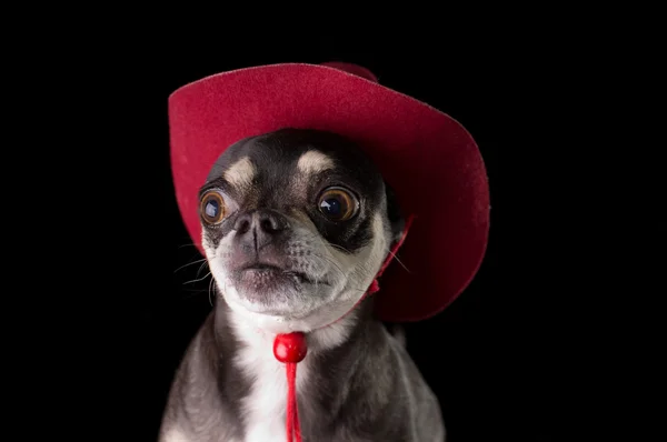 Bystry chihuahua w czerwony kapelusz kowbojem — Zdjęcie stockowe