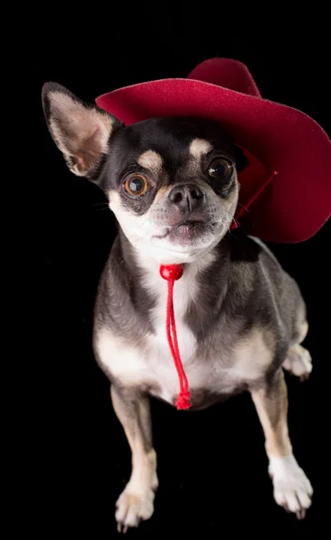 Милий чихуахуа в червоний ковбойському капелюсі — стокове фото