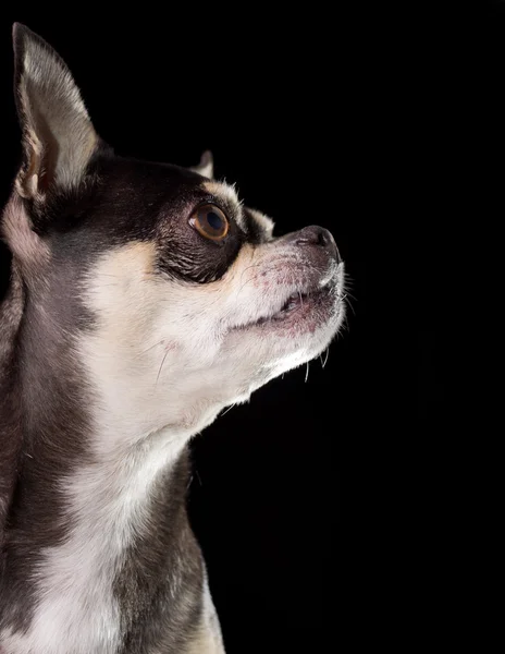 Aranyos Chihuahua profil — Stock Fotó