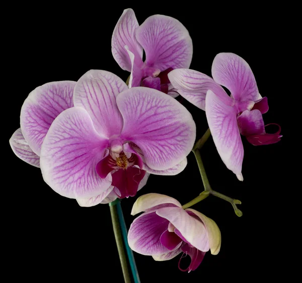 Orquídeas cor-de-rosa e brancas em fundo preto — Fotografia de Stock