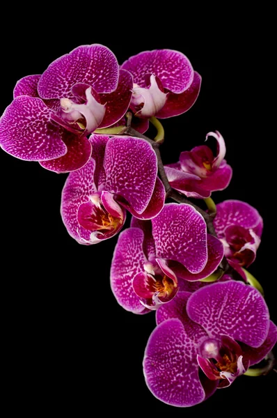 Orquídeas rosadas y blancas sobre fondo negro — Foto de Stock
