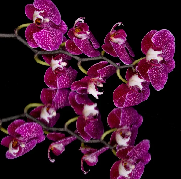Rosa & weiße Orchideen auf schwarzem Hintergrund — Stockfoto