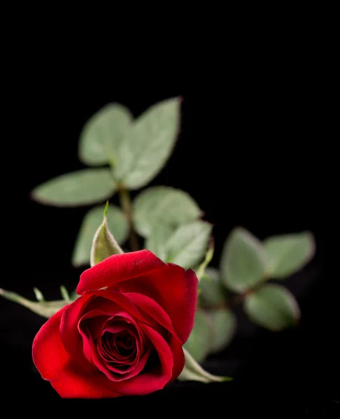 Красная роза изолирована на черный — стоковое фото